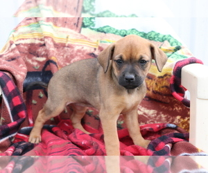Boxador Puppy for sale in SHILOH, OH, USA