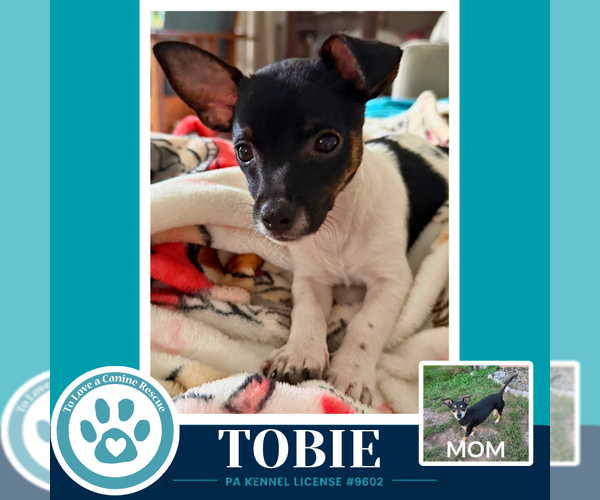 Medium Photo #4 Chiweenie Puppy For Sale in Kimberton, PA, USA