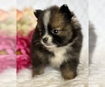 Small #8 Pomeranian