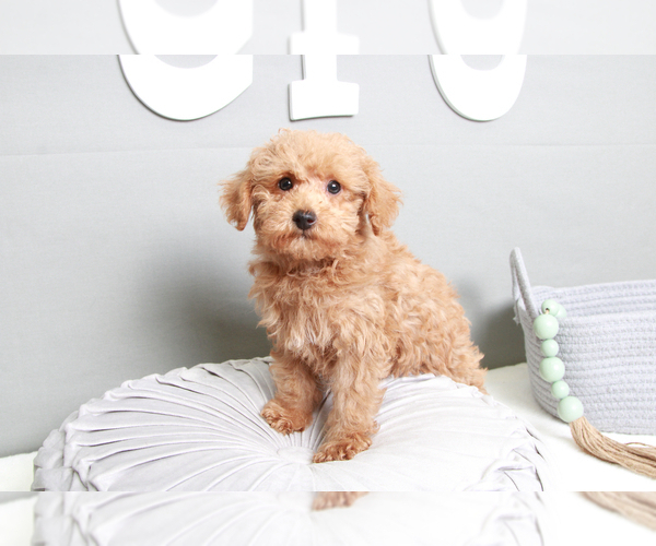 Medium Photo #5 YorkiePoo Puppy For Sale in MARIETTA, GA, USA