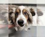 Small #1 Border Collie