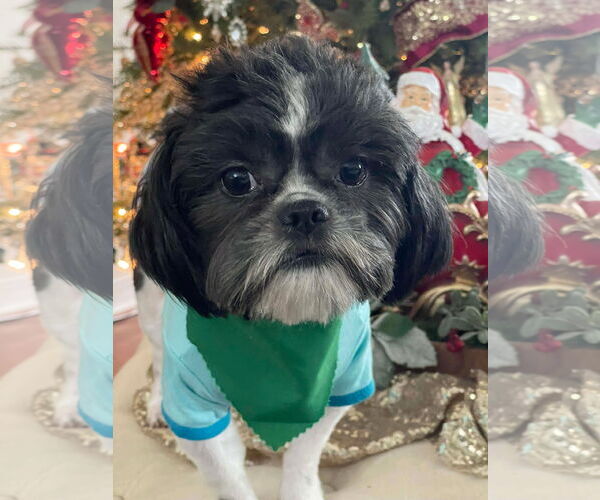 Medium Photo #2 Mutt Puppy For Sale in Ridgefield, CT, USA