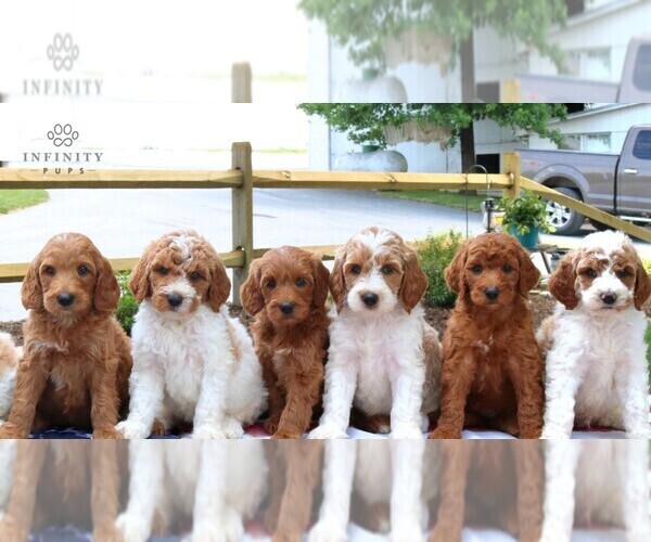 Medium Photo #2 Goldendoodle Puppy For Sale in RONKS, PA, USA