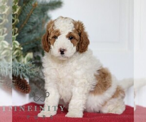 Goldendoodle (Miniature) Puppy for sale in LANCASTER, PA, USA