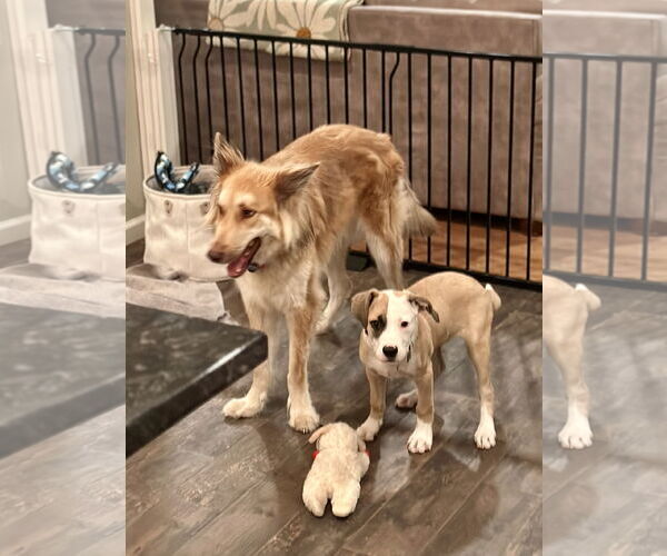 Medium Photo #5 Catahoula Leopard Dog-Unknown Mix Puppy For Sale in Rockaway, NJ, USA