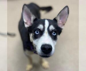 Siberian Husky-Unknown Mix Dogs for adoption in Aurora, CO, USA