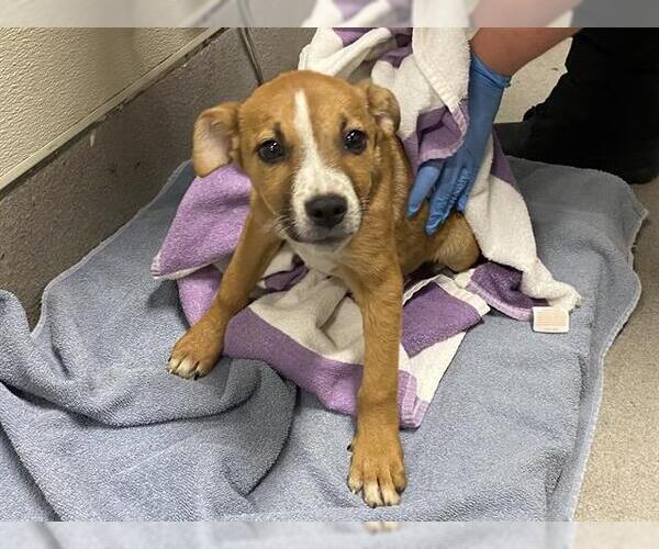 Medium Photo #1 Mutt Puppy For Sale in Modesto, CA, USA