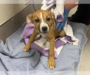 Mutt Dogs for adoption in Modesto, CA, USA