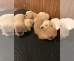 Small Photo #3 Golden Retriever Puppy For Sale in STOKESDALE, NC, USA