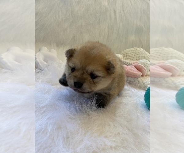 Medium Photo #1 Pomeranian Puppy For Sale in BEULAVILLE, NC, USA