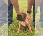 Puppy Titan Boxer
