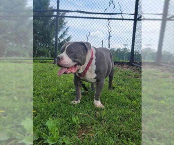Medium Photo #2 American Pit Bull Terrier Puppy For Sale in Derwood, MD, USA