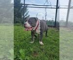 Small #1 American Pit Bull Terrier