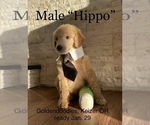 Small Photo #14 Goldendoodle Puppy For Sale in KEIZER, OR, USA