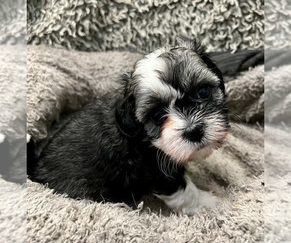 Medium Photo #28 Zuchon Puppy For Sale in RENO, NV, USA