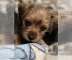 Small Photo #1 Yorkshire Terrier Puppy For Sale in ORLANDO, FL, USA