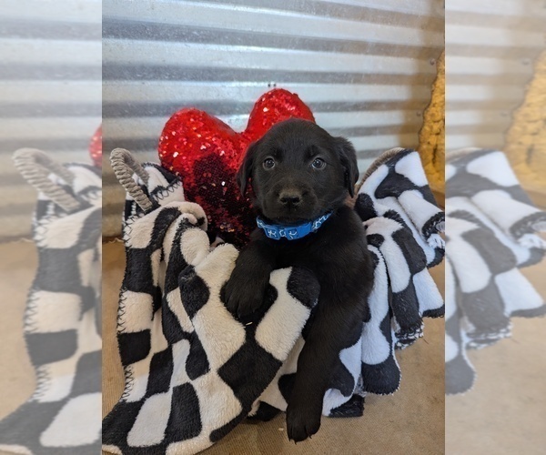 Medium Photo #8 Golden Labrador Puppy For Sale in CAMERON, MO, USA