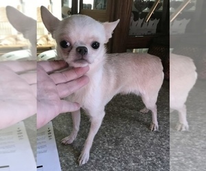 Father of the Chihuahua puppies born on 04/01/2024