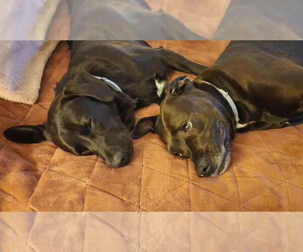 Medium Photo #3 Mutt Puppy For Sale in Candler, NC, USA