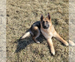 Small Photo #3 German Shepherd Dog Puppy For Sale in ELGIN, IL, USA