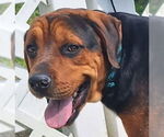 Small #4 Rottweiler