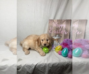 Goldendoodle (Miniature) Puppy for sale in INDIANAPOLIS, IN, USA