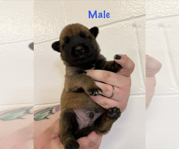Medium Photo #1 Mutt Puppy For Sale in Imlay City, MI, USA