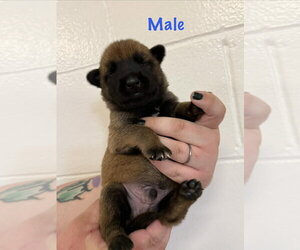 Mutt Dogs for adoption in Imlay City, MI, USA