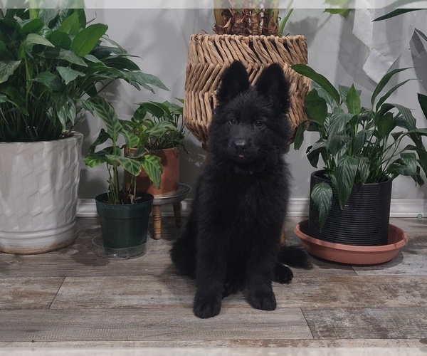 Medium Photo #4 German Shepherd Dog Puppy For Sale in COUCH, MO, USA