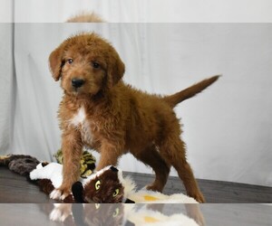 Labradoodle Puppy for sale in FLORESVILLE, TX, USA