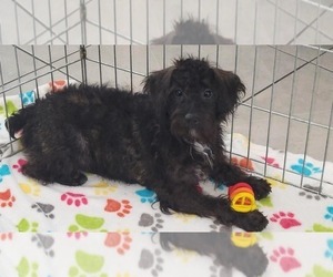 Schnoodle (Miniature) Puppy for sale in ORO VALLEY, AZ, USA