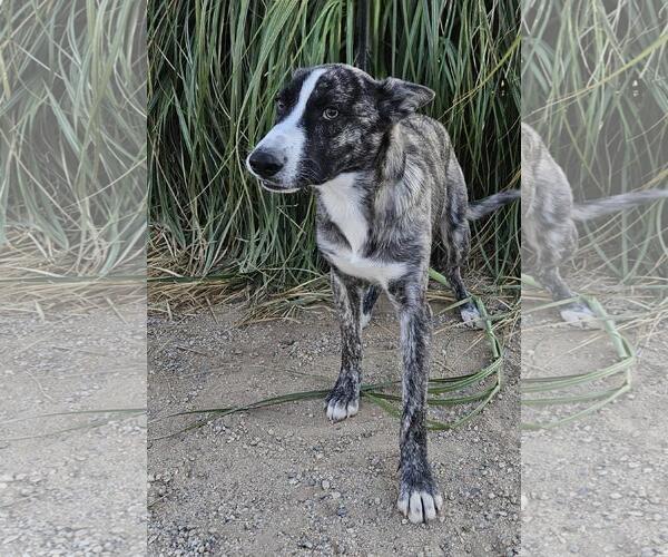 Medium Photo #4 Border Collie-Huskies  Mix Puppy For Sale in Santa Clarita, CA, USA