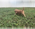 Puppy 2 Goldendoodle