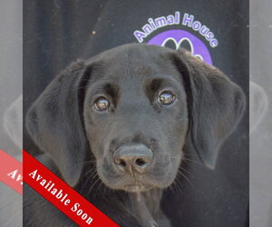 Mutt Dogs for adoption in Huntley, IL, USA