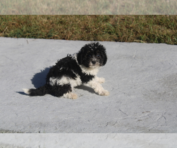 Medium Photo #1 Zuchon Puppy For Sale in BLOOMINGTON, IN, USA