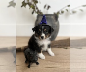 Shel-Aussie Puppy for sale in ALPINE, UT, USA
