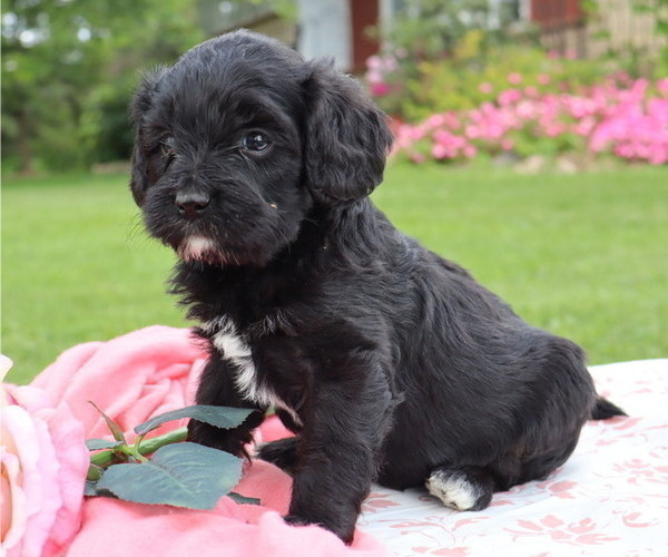 Medium Photo #2 Cavapoo Puppy For Sale in THORP, WI, USA