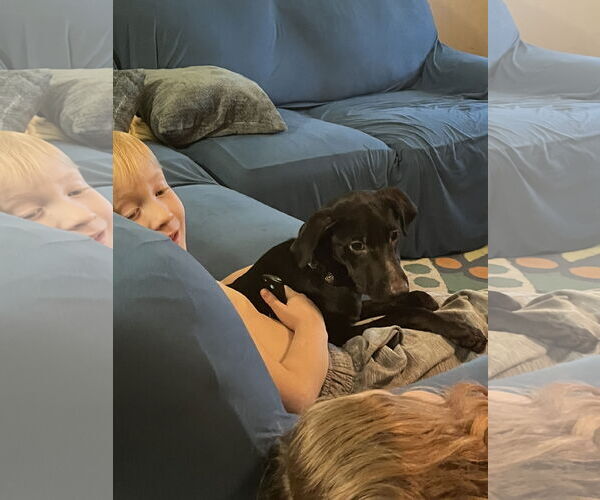 Medium Photo #9 Labrador Retriever-Unknown Mix Puppy For Sale in Virginia Beach, VA, USA