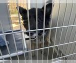 Small German Shepherd Dog