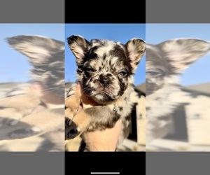 French Bulldog Puppy for sale in LEANDER, TX, USA