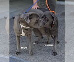 Small #1 Mutt