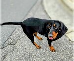 Small #1 Black and Tan Coonhound Mix