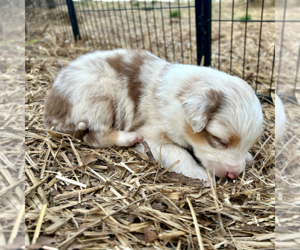 Medium Photo #25 Australian Shepherd Puppy For Sale in SMITHS GROVE, KY, USA