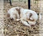 Small #3 Australian Shepherd