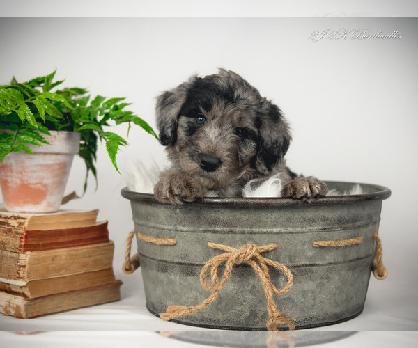 Medium Photo #1 Bordoodle Puppy For Sale in STRAFFORD, MO, USA