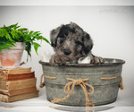 Small Photo #1 Bordoodle Puppy For Sale in STRAFFORD, MO, USA