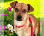 Small #1 Chihuahua Mix