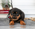 Small #1 Rottweiler