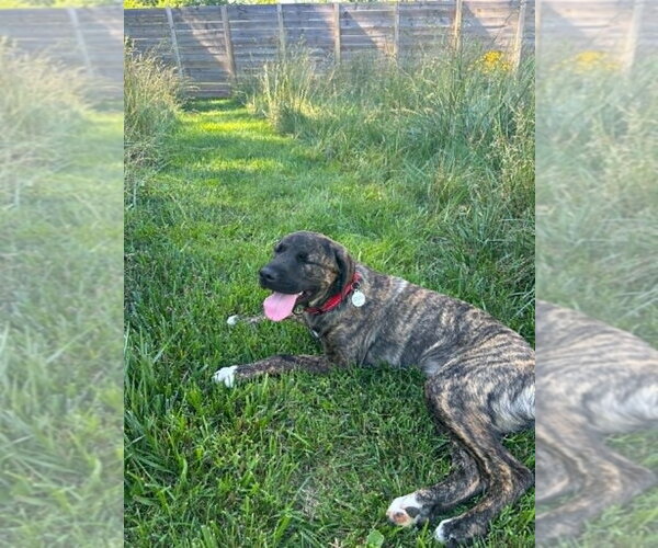 Medium Photo #2 Mutt Puppy For Sale in Candler, NC, USA