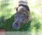 Small #6 Mutt
